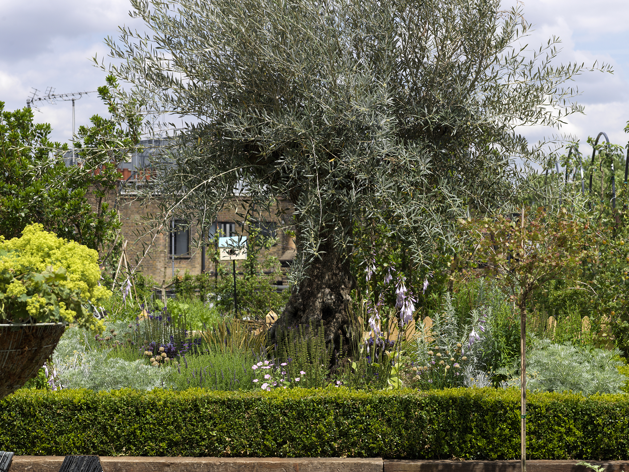 Detailed shot of a tree on the Roof Terrace at Ham Yard Hotel
